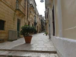 A stone street with potted plants in the middle of it